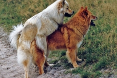 AyckaHerbst1998
