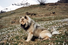 AyckaTessin94_01_A