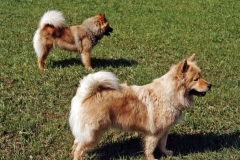 AyckaTinka041999