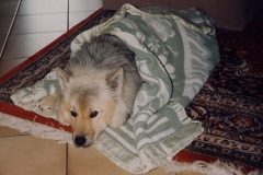 KrankerHund_A