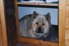 Schrankhund02