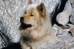 ZumEtrettegletscher04