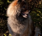 Eurasier