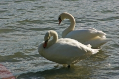 IMG00112