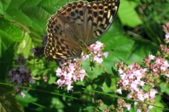 IMG_0719_A1