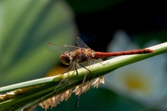 IMG_1893_A1