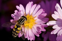 Gemeine Sumpfschwebfliege