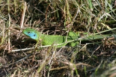 IMG_3260A