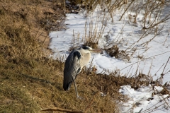 IMG_3655