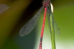 IMG_4384