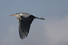 IMG_5230