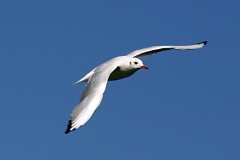 IMG_5331A