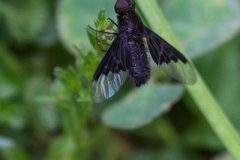 IMG_5777