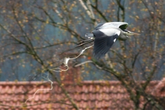 IMG_6093AB