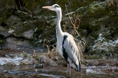 IMG_6579AB
