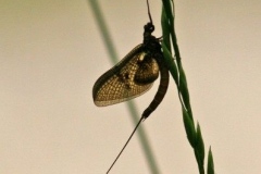IMG_7430_A2