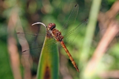 IMG_9206_A1HP