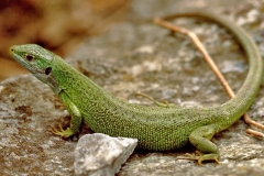 Smaragdeidechse, Tessin