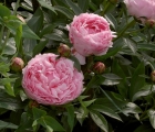 Flora