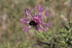 Skabiosenflockenblume