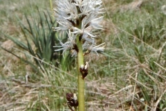 Affodil02