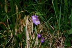 Fettkraut, Binntal