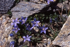 Glockenblumeunbek02