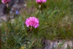 Grasnelke01