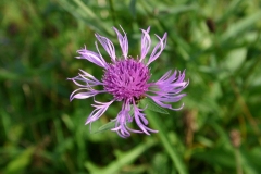 IMG00011AB