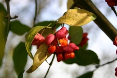 IMG00023A