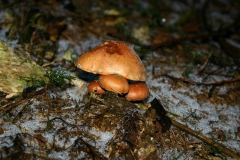 IMG00029