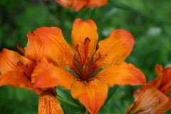 IMG00045