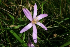 IMG00075