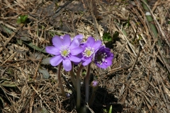 IMG00083