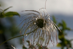 IMG_0093_A1