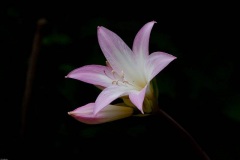 IMG_2394