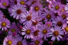 Herbstastern