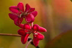 Herbst im Garten