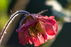 IMG_5341_A1