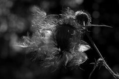 IMG_8585