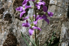 Img00003A