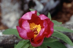 Pfingstrose03