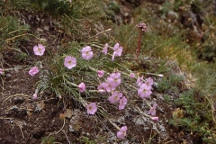Steinnelken