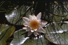 Teichrose