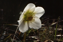 Christrose Monte Guliemo